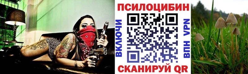 Псилоцибиновые грибы Psilocybe  Ладушкин 